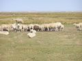 Sheep grazing on Mandø