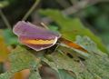 Dry-season, female, upperside