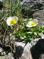 glacier buttercup (Ranunculus glacialis)