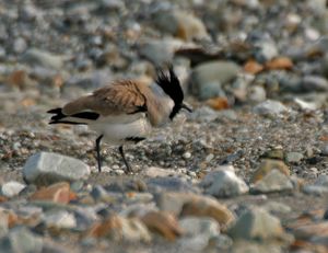 River Lapwing (Vanellus duvaucelii) at Jayanti, Duars, West Bengal W IMG 5291.jpg