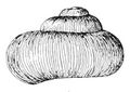 Abapertural view of shell of Valvata sincera