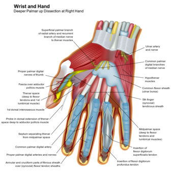 Wrist and hand deeper palmar dissection-en.svg