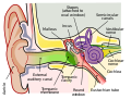 تشريح الأذن البشرية.   البني هي الأذن الخارجية.   الأحمر هي الأذن الوسطى.   القرمزي هي الأذن الداخلية.