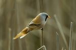 Bearded Reedling - Hungary CS4E4579 (19363158940).jpg