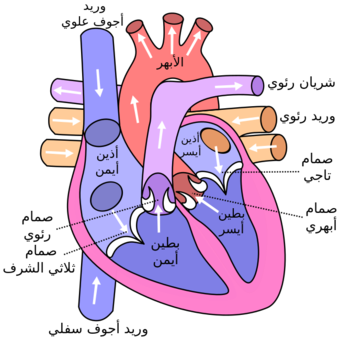 Diagram of the human heart (cropped)-ar.svg