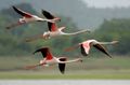 Greater Flamingoes Phoenicopterus roseus after taking off
