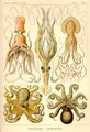 Cephalopod (Gamochonia)