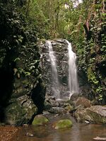 A waterfall in a rainforest