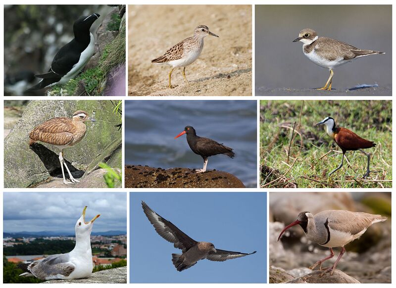 ملف:Charadriiformes Diversity.jpg