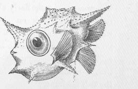 Boxfish larva