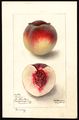 Peach (cultivar 'Berry') - watercolour 1895