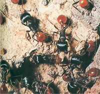 الشكل (7): النمل الحصاد Pogonomyrmex barbatus