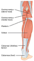 The achilles tendon or calcaneal tendon is attached to the gastrocnemius and soleus muscles.
