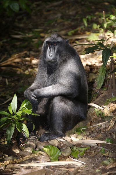 ملف:Crested Black Macaque (Macaca nigra).jpg