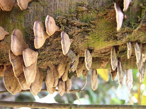ملف:Fungi in Borneo.jpg