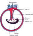 Diagram illustrating a later stage in the development of the umbilical cord.