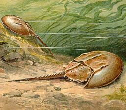 Xiphosurans, the group including modern Horseshoe crabs appeared around 480 Ma.[288]