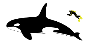 Diagram showing a killer whale and scuba diver from the side. The whale is about four times longer than the person, who is roughly as long as the whale's dorsal fin.