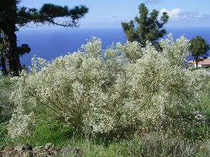 Retama raetam (Puntagorda) 01.jpg