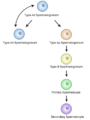 Schematic diagram of Spermatocytogenesis