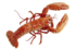 Lobster png by absurdwordpreferred d2xqhvd.png