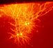 Mouse cingulate cortex neurons.jpg