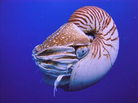 The nautilus is a living fossil little changed since it evolved 500 million years ago as one of the first cephalopods.[64][65][66]