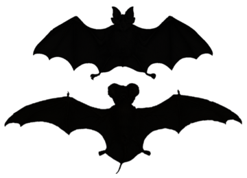 Two bat silhouettes. The top, a horseshoe bat, has shorter, broad wings. The second, a free-tailed bat, has very long and narrow wings.