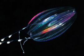 Bioluminescent ctenophore (comb jelly)