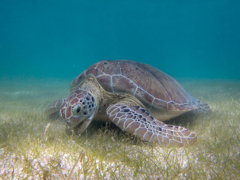ملف:Green Sea Turtle grazing seagrass.jpg