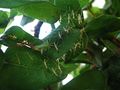 Sphodromantis viridis nymphs