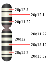 ملف:Chromosome 20.svg