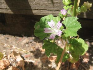 Malva neglecta-flower.jpg