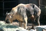An adult Sichuan Takin at the San Diego Zoo