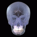 3D animation showing placement of teeth in human skull