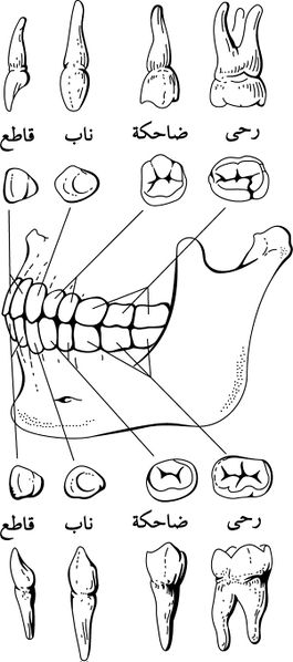 ملف:أنواع الأسنان في الفكين.jpg