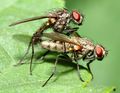 Anthomyiidae flies mating