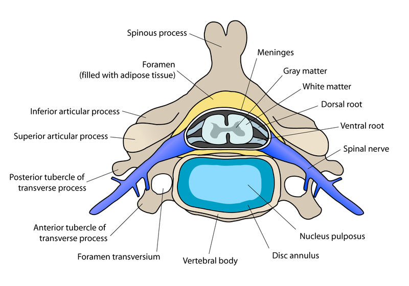 ملف:Cervical vertebra english.png