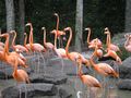Flamingos at Miami Metro Zoo.