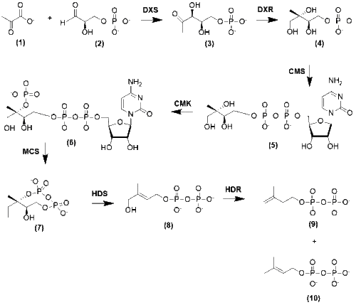 تشكل IPP وDMAPP م الپيروڤات وGlyceraldehyde 3-Phosphate