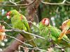 Red-masked Parakeet-Aratinga erythrogenys in a tree.jpg