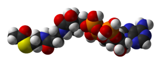 Acetyl-CoA-3D-vdW.png