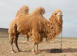 Camel Farm in Mongolia 02.jpg
