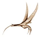 Eudimorphodon ranzii
