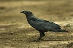 Fan-tailed Raven - Shaba - Kenya 06 7594 (22783719395).jpg