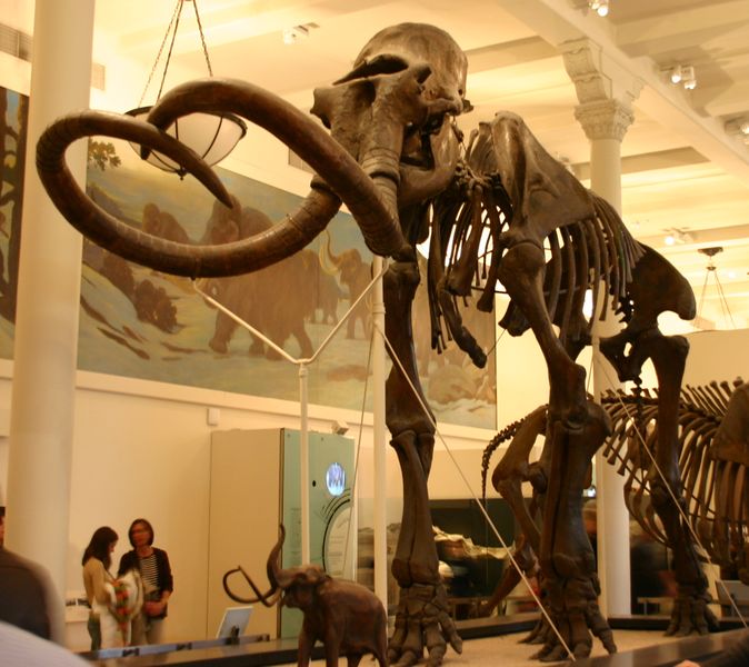 ملف:Mammuthus jeffersonii.jpg