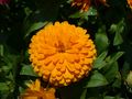 The marigold flower, or Calendula