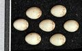 Eggs, Collection Museum Wiesbaden
