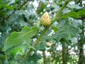 Oak artichoke gall (Andricus fecundator)