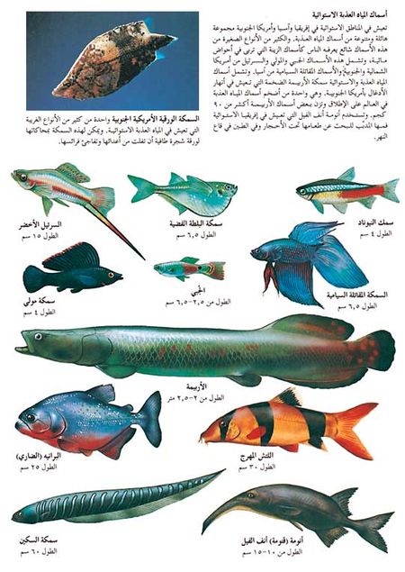 سمي التراكيب في جسم السمكة الذي يقلل من فرصة الأنقلاب الجانبي للسمكة؟